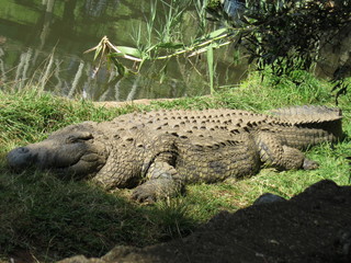 visiting a safari in south africa, coming face to face with several african crocodiles