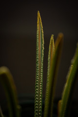 Selective Focus on Fresh New leaves of sago palm (Cycas revoluta) against blurred background.  Green dynamic backdrop. Natural texture .  Concept of New life.