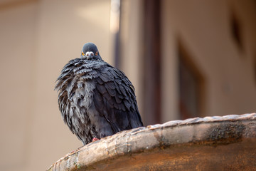 Wet pigeon taing a bath in the city fountain. Springtime background with copy space.