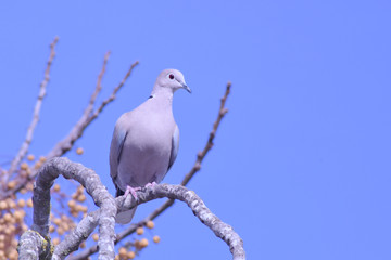 Streptopelia decaocto in a tree. 