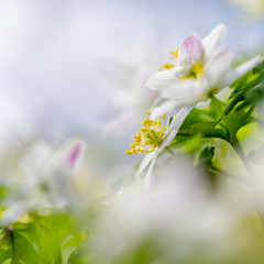 Obraz premium Anemone nemorosa, wood flower, macro of a beautiful spring forest flower, soft focus. View of magic blooming spring flowers growing in wildlife. Place for text, copy space.