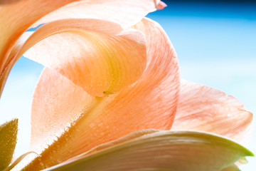 Fototapeta na wymiar Wet pastel orange Amaryllis flower bloom close up. Floral abstract macro