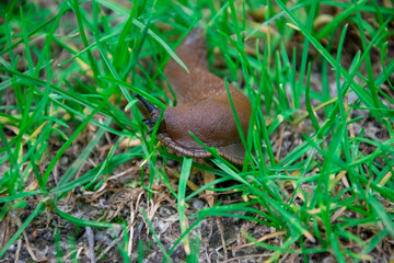 Nacktschnecke Nahaufnahme