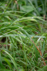 Regentropfen auf Gras