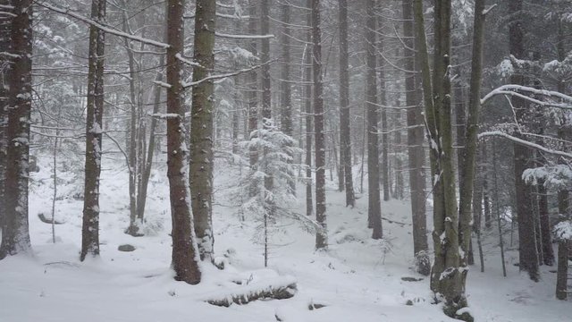 Snowy winter trees. Snowy forest on winter time, snow storm. Trees branches covered with snow. Winter background