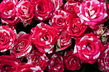 Beautiful rose background,Bunch flowers close-up as background