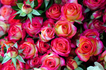 Blooming bush of roses. Close-up of beautiful pink flowers