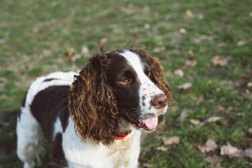 Portrait Of A Beautiful Female English Springer Spaniel With Green Grass Field Background