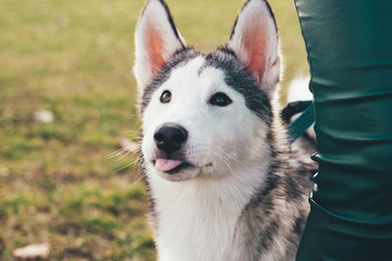 Adorable Young Female Husky With Her Tongue Out