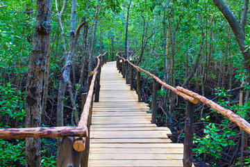 Obraz premium Foot bridge in mangrove forest. Zanzibar island, Tanzania.