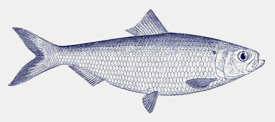 Male blueback herring shad alosa aestivalis, threatened marine fish from the east coast of North America - obrazy, fototapety, plakaty