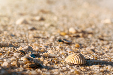 Seashell close-up on beach. Sand details