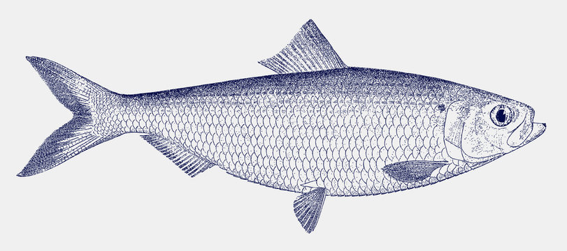 Male blueback herring shad alosa aestivalis, threatened marine fish from the east coast of North America