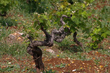 old vine in the park in the sun