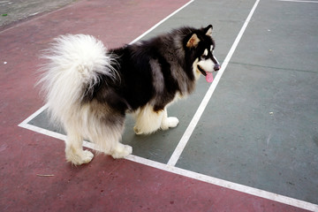 Dogs playing in the park