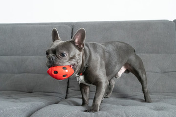 French bulldor portrait standing with red toy on grey sofa