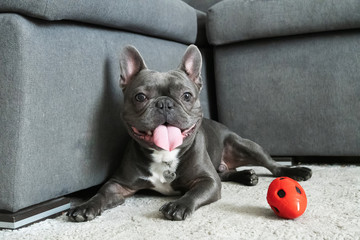 French bulldor portrait lying near sofa on the floor and smiling