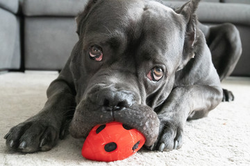 Cane corso big boy chewing red ball toy on the floor