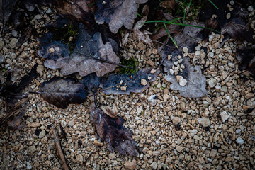 Feuille automne gravier forêt