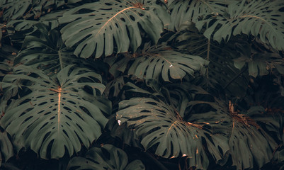 Leaves 