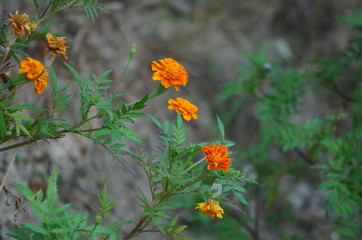 summer flowers in the park
