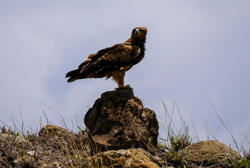 The tawny eagle (Aquila rapax) sitting on a rock at the entrance of Ramsar site Lake Natron