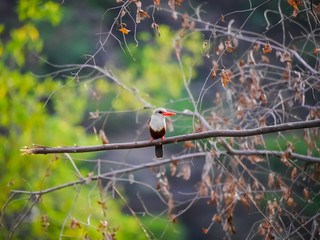 The grey-headed kingfisher (Halcyon leucocephala) sitting on a tree and poses