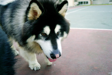 Dogs playing in the park