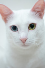Fototapeta na wymiar A white cat with heterochromia