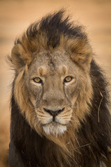 Fototapeta premium portrait of a lion