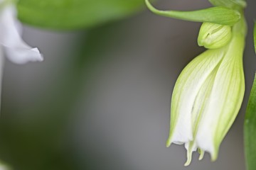 Obraz premium white alstroemeria bud with seed close-up