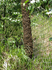 Swarm, swarm of bees, swarm catch, honeybee, Apis mellifera, Thuringia, Germany, Europe