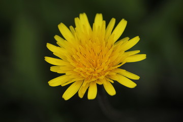closeup of yellow flower