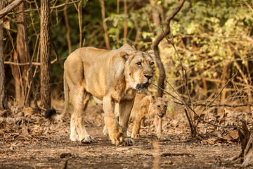 Fototapeta premium lion and lioness