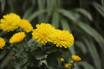 yellow flowers in garden