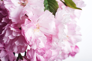 Obraz na płótnie Canvas Cherry blossom, spring flowers.