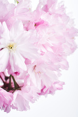 Cherry blossom, spring flowers.