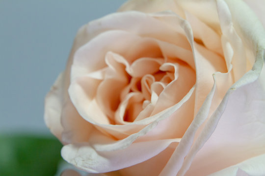 Extremely close up frame of a white pink rose on a gray background, greeting card or concept