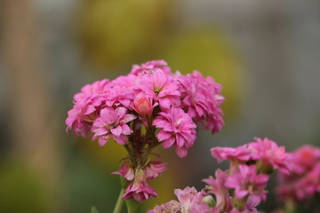 pink flowers in the garden