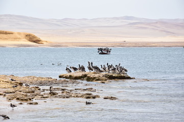 Fototapeta na wymiar Pelicans by the bay in Paracas, peru