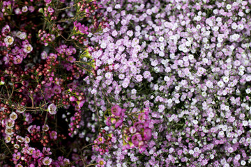 Obraz premium Gypsophila floral card in lilac colors