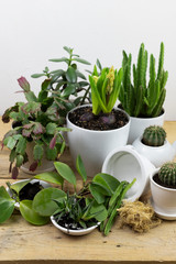home floriculture. plant transplant in a pot with garden tools on a white wooden table. modern interior with many plants