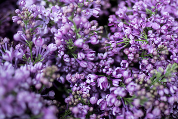 floral card in lilac colors. Card design