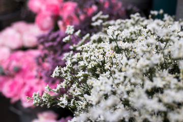 Design card from a bouquet of eucalyptus on background of roses