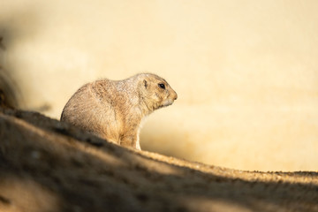 Prairie dog from side