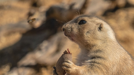 Prairie dog watching bee 