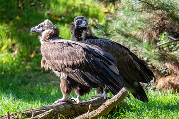 Two Vultures standing next to each other