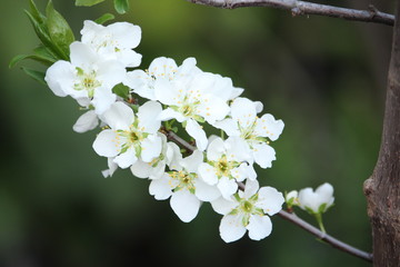 white flowers of cherry tree