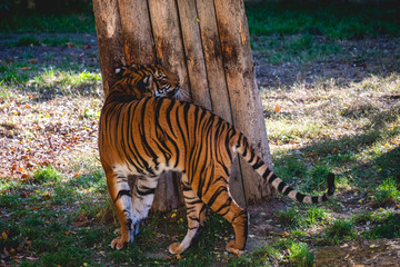 Tiger next to wooden pole