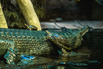 Crocodile in the water with turtle on the back